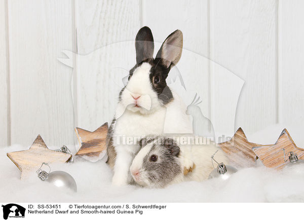 Netherland Dwarf and Smooth-haired Guinea Pig / SS-53451