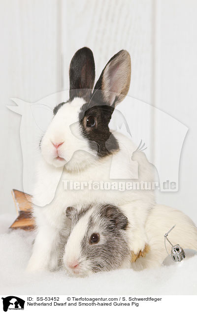 Netherland Dwarf and Smooth-haired Guinea Pig / SS-53452