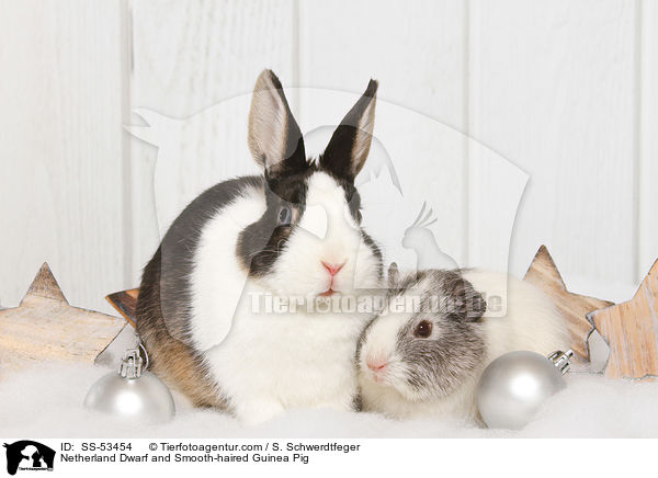Netherland Dwarf and Smooth-haired Guinea Pig / SS-53454