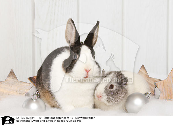 Farbenzwerg und  Glatthaarmeerschweinchen / Netherland Dwarf and Smooth-haired Guinea Pig / SS-53454