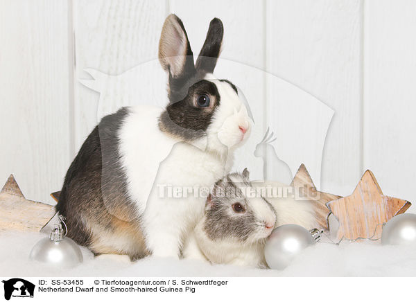 Netherland Dwarf and Smooth-haired Guinea Pig / SS-53455