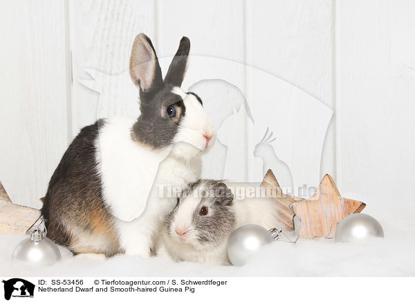 Farbenzwerg und  Glatthaarmeerschweinchen / Netherland Dwarf and Smooth-haired Guinea Pig / SS-53456