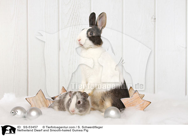 Netherland Dwarf and Smooth-haired Guinea Pig / SS-53457