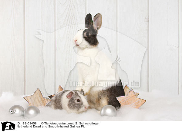 Netherland Dwarf and Smooth-haired Guinea Pig / SS-53458
