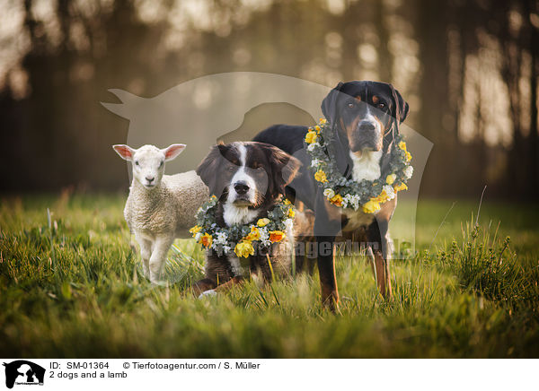 2 Hunde und ein Lamm / 2 dogs and a lamb / SM-01364
