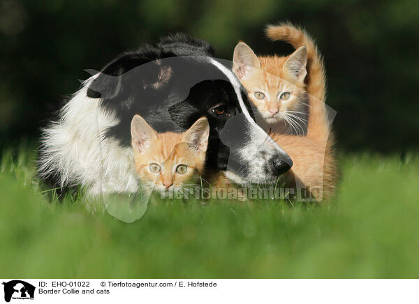 Border Collie and cats / EHO-01022