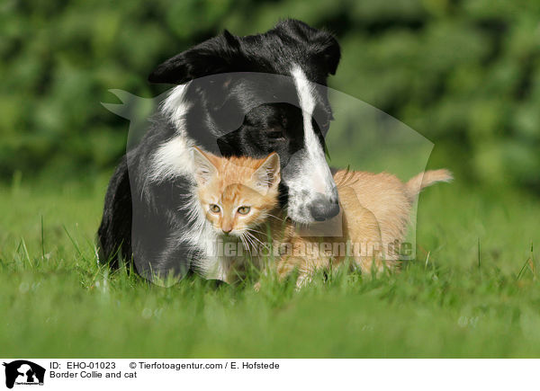 Border Collie and cat / EHO-01023