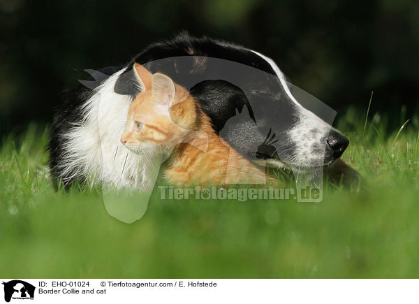 Border Collie und Katze / Border Collie and cat / EHO-01024