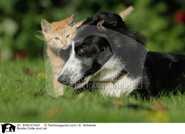 Border Collie and cat / EHO-01025