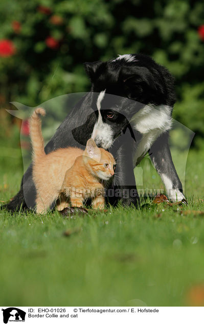 Border Collie and cat / EHO-01026