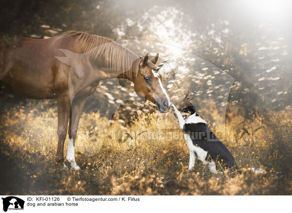 dog and arabian horse / KFI-01126