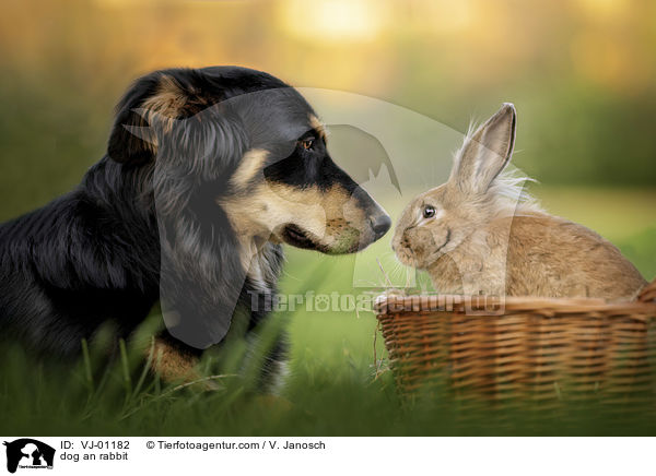 dog an rabbit / VJ-01182