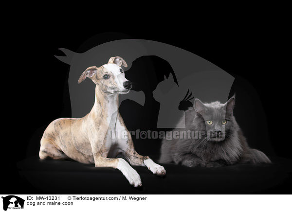Hund und Maine Coon / dog and maine coon / MW-13231