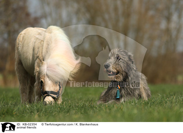 Tierfreundschaft / animal friends / KB-02354