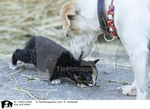 dog and kitten / EHO-01662