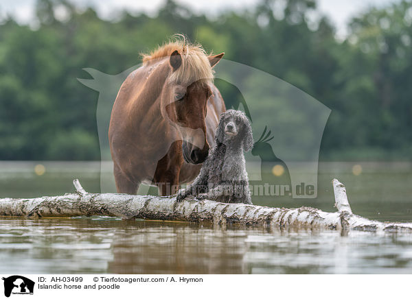 Islandic horse and poodle / AH-03499