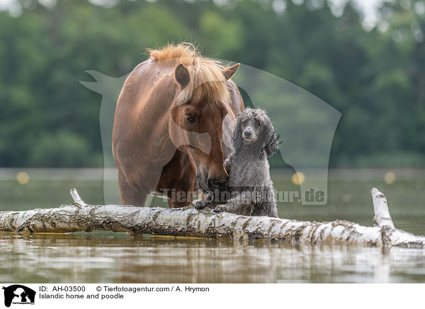 Islnder und Kleinpudel / Islandic horse and poodle / AH-03500