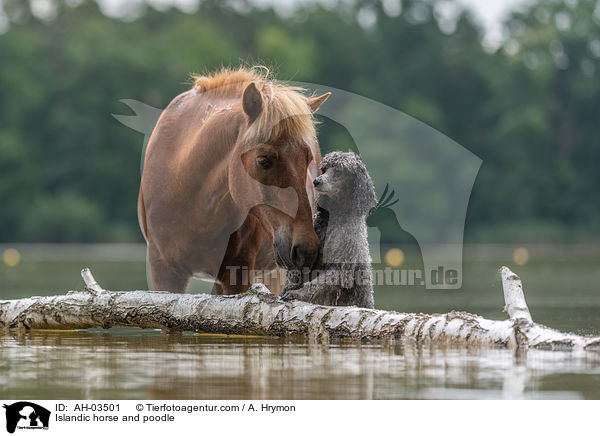 Islnder und Kleinpudel / Islandic horse and poodle / AH-03501