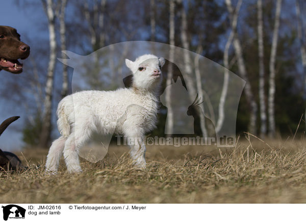 dog and lamb / JM-02616