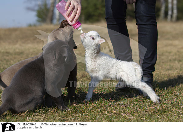 Welpen und Lamm / puppies and lamb / JM-02643