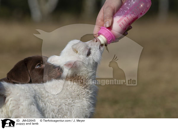 Welpe und Lamm / puppy and lamb / JM-02645