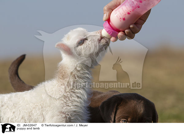 puppy and lamb / JM-02647