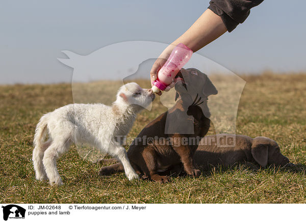 Welpen und Lamm / puppies and lamb / JM-02648