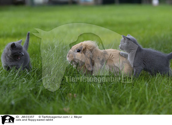Katzen und Zwergwidder / cats and floppy-eared rabbit / JM-03357