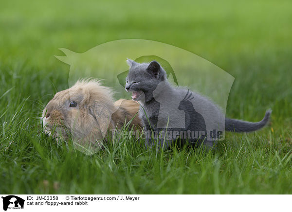 Katze und Zwergwidder / cat and floppy-eared rabbit / JM-03358