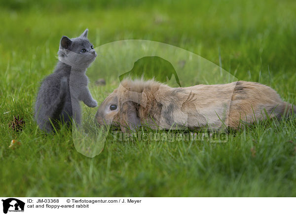 cat and floppy-eared rabbit / JM-03368