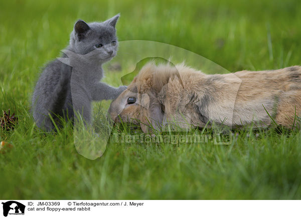 Katze und Zwergwidder / cat and floppy-eared rabbit / JM-03369