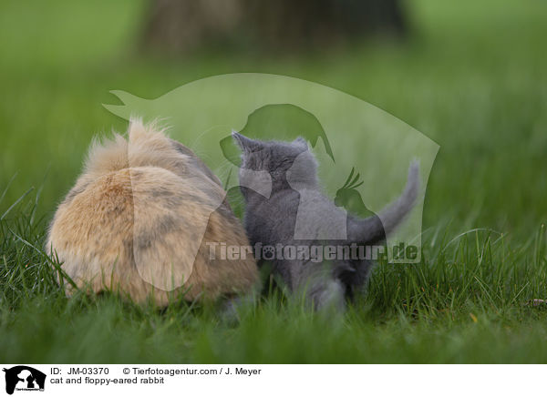 Katze und Zwergwidder / cat and floppy-eared rabbit / JM-03370
