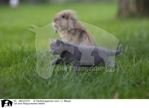 Katze und Zwergwidder / cat and floppy-eared rabbit / JM-03375