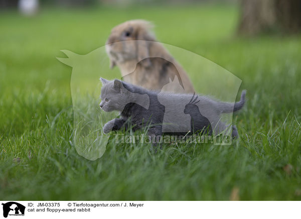 cat and floppy-eared rabbit / JM-03375