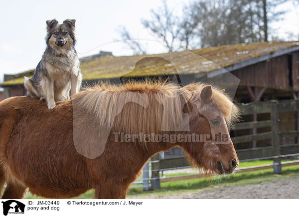pony and dog / JM-03449