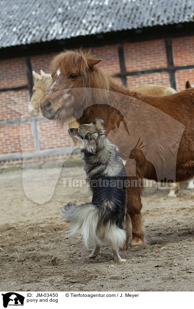 pony and dog / JM-03450