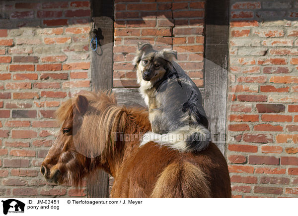 pony and dog / JM-03451