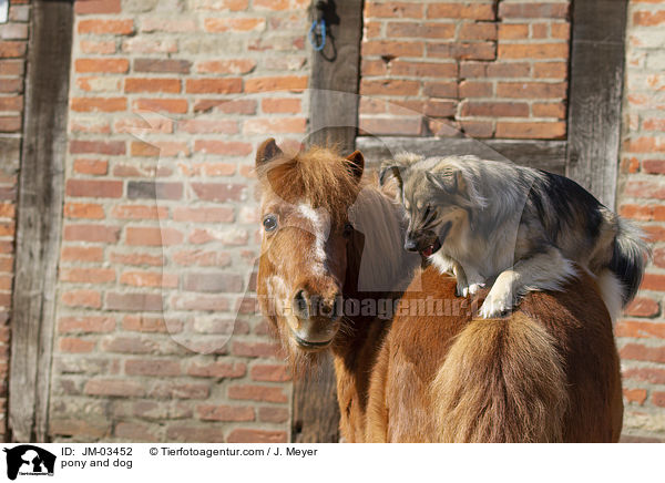 pony and dog / JM-03452