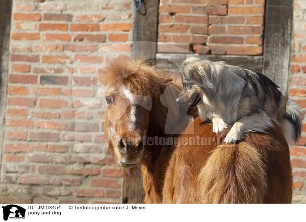 pony and dog / JM-03454