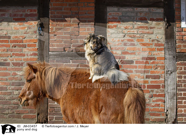 pony and dog / JM-03457