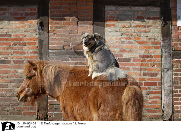 pony and dog / JM-03458