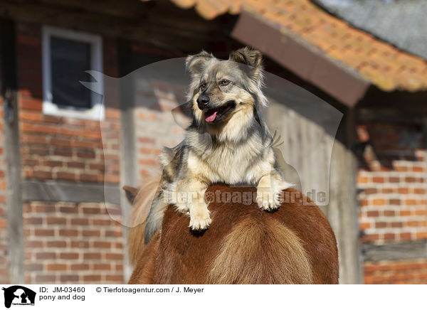 pony and dog / JM-03460