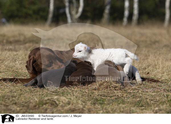 Labrador Retriever and lamb / JM-03490