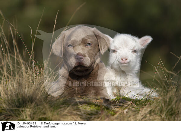 Labrador Retriever and lamb / JM-03493