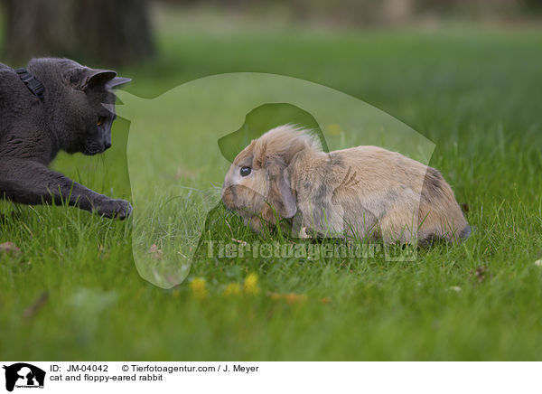 cat and floppy-eared rabbit / JM-04042