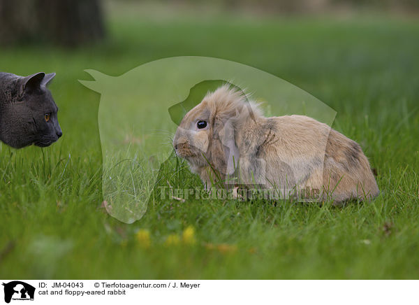 Katze und Zwergwidder / cat and floppy-eared rabbit / JM-04043