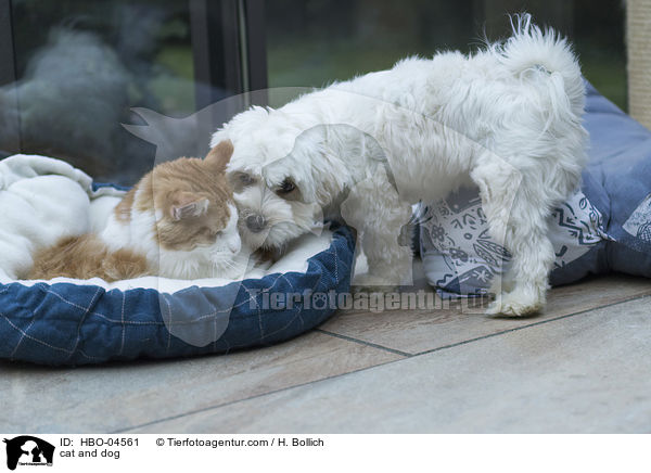 Hund und Katze / cat and dog / HBO-04561