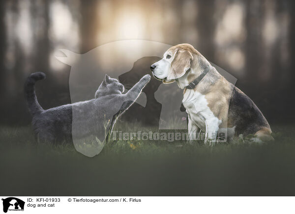 dog and cat / KFI-01933