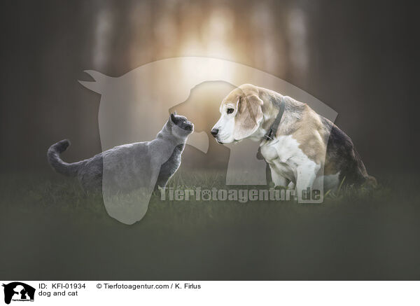 dog and cat / KFI-01934