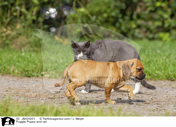Puggle Welpe und Katze / Puggle Puppy and cat / JM-04201